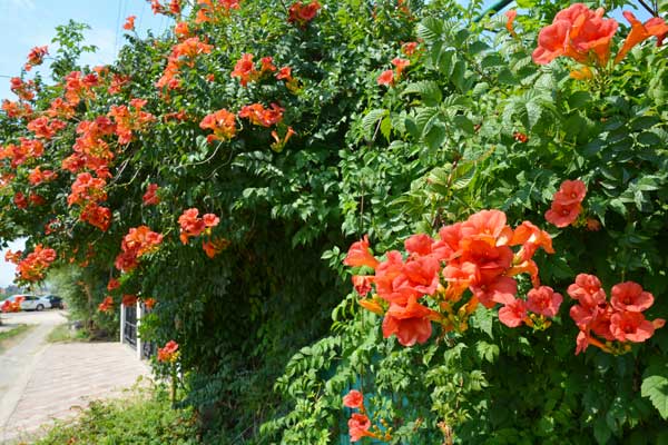 Campsis radicans - Bignone de Virginie