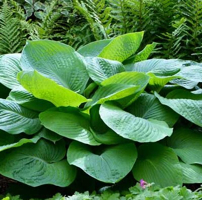 Hosta sp.