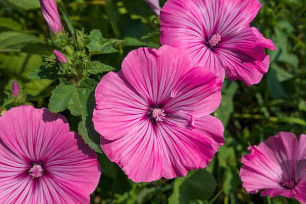 Lavatera trimestris - Lavatère