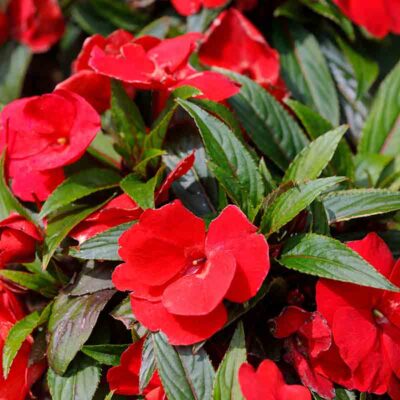 Impatiens de Nouvelle-Guinée