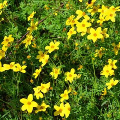 Bidens