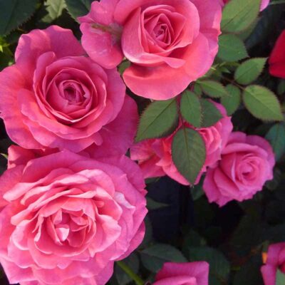 Rosier - Rosa x hybridum