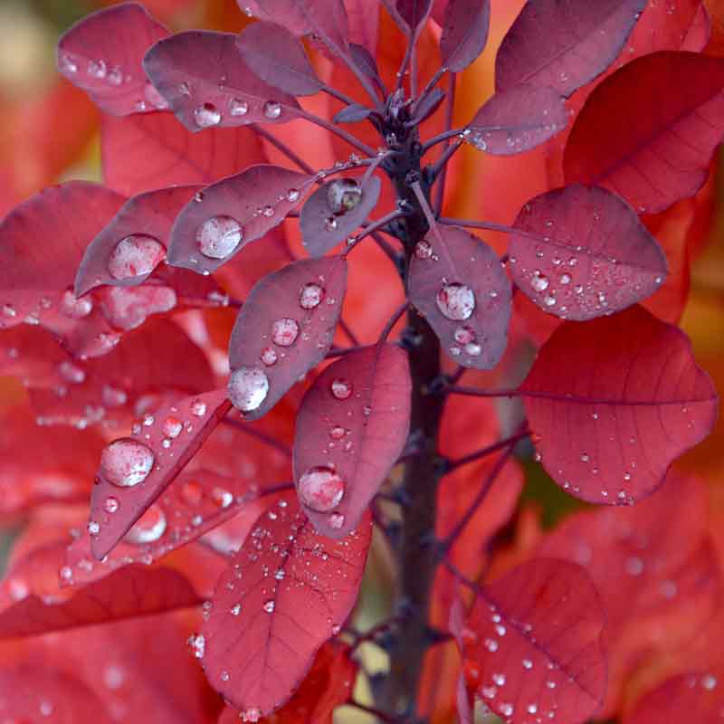 Cotinus coggygria "Young Lady" - Arbre à perruques – Image 2