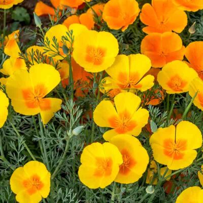 Pavot de californie