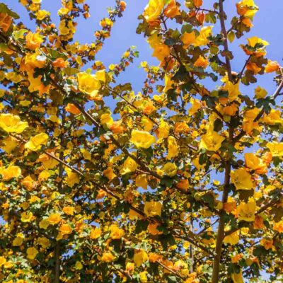 Frémontia de Californie