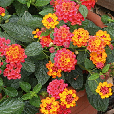 Lantana