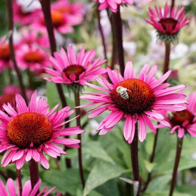 Rudbeckia pourpre