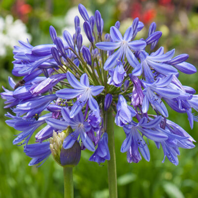 Agapanthe