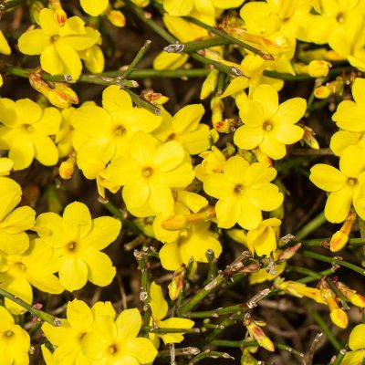 Jasmin d'Hiver