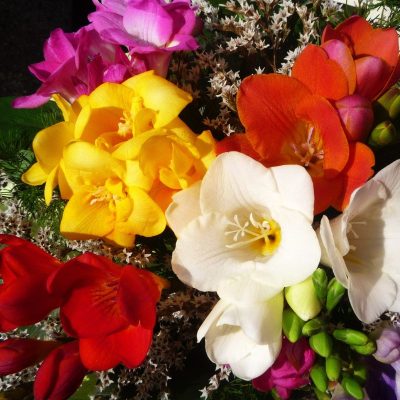 Freesia