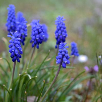 Muscari Armeniacum
